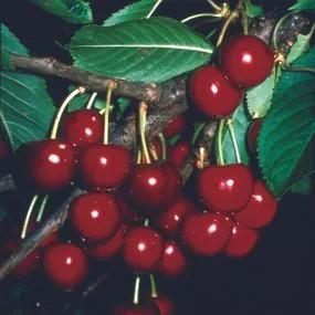 Celeste Cherry Tree (Prunus avium Celeste) 1